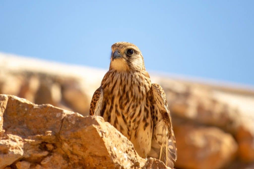 Vogelspotten ibiza